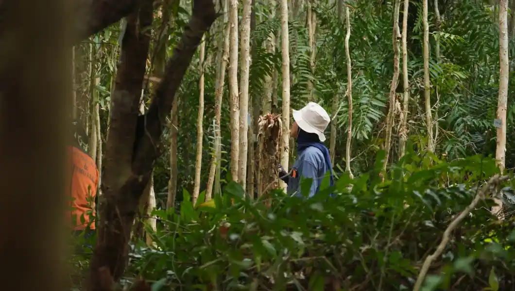 Pulang Pisau PRESERVE - Peatland Restoration and Fire Prevention