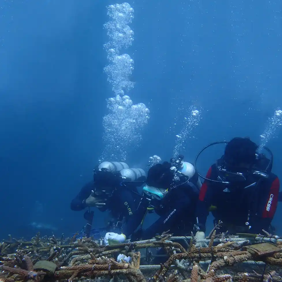 Coral Conservation in Bali